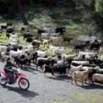 'Teknolojik &ccedil;oban' s&uuml;r&uuml;s&uuml;n&uuml; 'drone' ile takip ediyor!