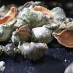 T&uuml;rkiye'den &ccedil;ıkıyor! D&uuml;nyaya satılıyor