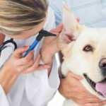 Veteriner Maaşları Ne Kadar? (2021)