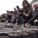 Aydın'da 33 bin incir çeliği fidan olmak için toprakla buluştu