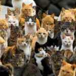 Japonya'daki kedi adası: Aoshima