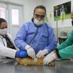 Nefes alamayan kedinin tedavisini büyükşehir üstlendi