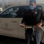 &Ccedil;iftlik evinde beslenen timsaha el konuldu