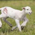 Edirne'de doğan 6 bacaklı kuzu g&ouml;renleri şaşırtıyor!