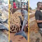 Korkutan g&ouml;r&uuml;nt&uuml;: 60 yunus kıyıya vurdu