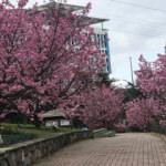İstanbul'da sakura zamanı