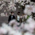 Sakura çiçekleri son bin 200 yıldır bu kadar erken açmadı!