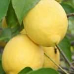 Limon ihracatında hedef 300 milyon dolar