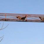 Tavukları i&ccedil;in &uuml;st ge&ccedil;it yaptı