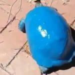 Kaplumbağayı maviye boyadılar! Büyük tepki çekti!