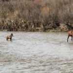 Akıntıda sürüklenen yavru yılkı atı son anda kurtuldu