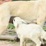 Çoban köpeği, kuzunun 'süt annesi'