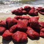 Edirne’de kaçak midyeye ceza yağdı