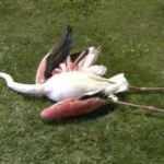 İzmir'deki flamingoların &ouml;l&uuml;m nedeni belli oldu