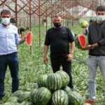 Antalya'da seralarda üretilen yılın ilk karpuzlarının hasadına başlandı