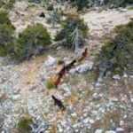 Burdur'da yılkı atları, dronla görüntülendi