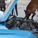 &Ccedil;anakkale&rsquo;de piyasa değeri 200 bin liralık kokain ele ge&ccedil;irildi