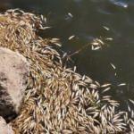Dicle Nehri'nde binlerce &ouml;l&uuml; balık kıyaya vurdu
