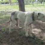 Köpeği bıçaklayıp sahibini dövdüler!