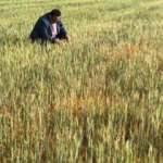 Mardin&rsquo;de &ccedil;ift&ccedil;ilerin kuraklık &ccedil;ığlığı