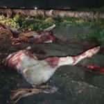 Tarlada kesilmiş 3 at bulundu!