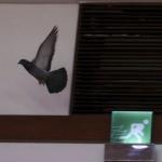 TBMM'ye g&uuml;vercin girdi