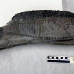 72 milyon yıllık ördek gagalı dinozor keşfedildi