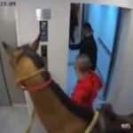 Atı asansöre bindirmeye çalışırken yakalandılar