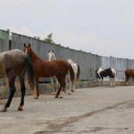 AK Parti'den yeni açıklama: Adalar'da 978 at kayıp