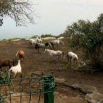 Hatay’daki kayıp atların çiplerini çıkardığı iddia edildi, evinde inceleme yapıldı