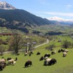 'Sakin şehir' Şavşat ilkbaharda başka bir güzel