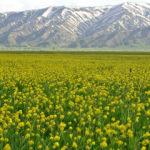 Yüksekova'ya 'sarı' çok yakıştı