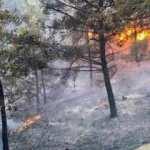 Muğla Ortaca'da korkutan yangın!