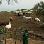 Adalar’da ürküten iddia: Sağlıklı atları ruam hastası atlarla aynı yere kapattılar