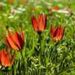 Bu çiçeği koparan yandı, cezası 80 bin 460 TL!