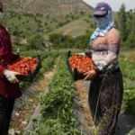 Devlet destek sağladı, çilek tarlaları kadınlara iş kapısı oldu