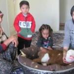 Erken doğan buzağıya evlerinde çocuk gibi bakıyorlar