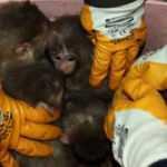 Kaçak maymun yavruları yakalandı