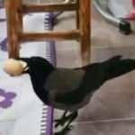 Karganın yumurta hırsızlığı