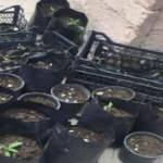 Kocaeli&rsquo;de 157 k&ouml;k kenevir ele ge&ccedil;irildi