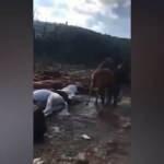 Sosyal medya korkunç görüntüleri konuşuyor! Bunlar İBB'nin kayıp atları mı?