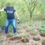 Başkasına ait bah&ccedil;edeki kenevirlerini suluyordu! Jandarma su&ccedil;&uuml;st&uuml; yakaladı