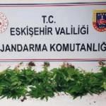 Eskişehir'de başkasının bahçesine ektiği Hint kenevirlerini sularken yakalandı
