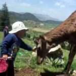 Kızıl geyik k&ouml;ye indi; &ccedil;ocuğun sevme anı kamerada