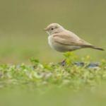 'K&uuml;&ccedil;&uuml;k &Ccedil;&ouml;l Toygarı' T&uuml;rkiye'de ilk kez g&ouml;r&uuml;ld&uuml;