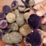 Mor patatesten yüksek verim hedefleniyor