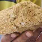 Doğa gezisinde bulduğu taş 45 milyon yıllık fosil çıktı