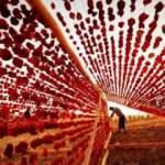 Gaziantep'in özel lezzeti 'Dolmalık biber kurusu' tescillendi