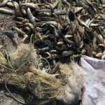 Kaçak avcılara 26 bin TL ceza