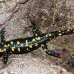 Koruma altındaki endemik tür Tunceli’de görüldü